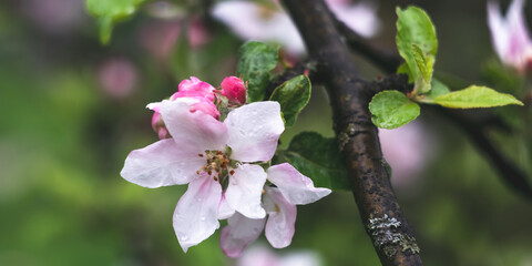 White flowers of a blooming apple tree on a spring day outdoors. Beautiful flowering fruit trees after rain. Nature floral background. Selective focus, pink petals close-up, blurry bokeh.