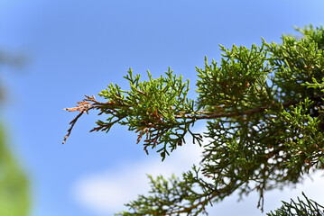 Branch of needles and blue sky in the background.