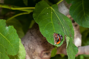 Admiral butterfly sitting on the green leaf