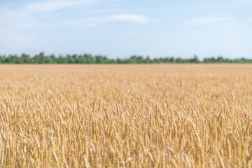 Side view of gold colored agricultural wheat field with ripe crop in a sunny summer day. Selective focus. Copy space for your text. World Food Theme.