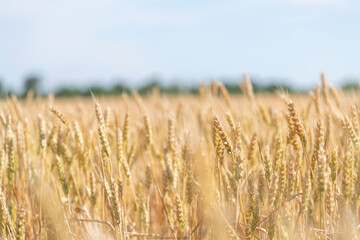 Close-up side view of gold colored agricultural wheat field with ripe crop and ears of wheat in a sunny summer day. selective focus. Copy space for your text. World Food Theme.