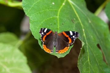 Fototapeta na wymiar Admiral butterfly sitting on the green leaf