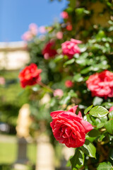 Beautiful red roses bush in summer morning garden on bright summer day background