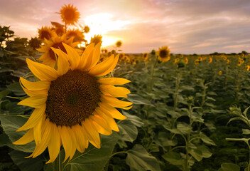 Sunflower field rows in summer at golden hour sunset