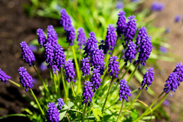 Fototapeta premium Blue grape hyacinths standing in a green grass. Muscari with big blue blossom and long thin green leaves. Grape hyacinth growing in a grass with fresh green grass blurred in the background.