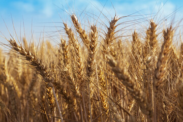 Close up of Soft common Wheat field in summer against blue sky