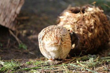 the young quail has fun in the stable