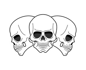 Anatomical skull isolated. skeleton head Vector illustration