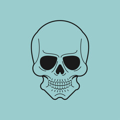 Anatomical skull isolated. skeleton head Vector illustration