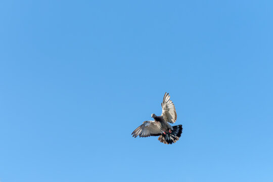 A carrier pigeon spreads its wings for landing with a blue sky as background
