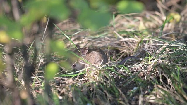 Wood mouse Apodemus sylvaticus. A mouse in the forest, hiding in the grass.