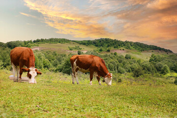 grazing of Simental cattle in the highland Simental cows naturally fed with thyme and grass