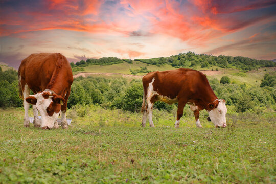 grazing of Simental cattle in the highland Simental cows naturally fed with thyme and grass