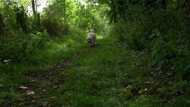 Dog on a walk in woodland on a summers day. Walking and trotting towards the camera stopping to sniff and explore surrounding nature. Cockapoo purebred dog in slow motion outside on a walk