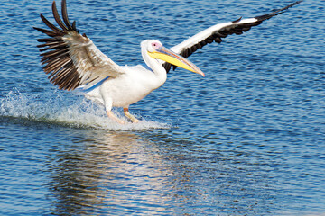 Fototapeta na wymiar A Pelican in Descent on the Water