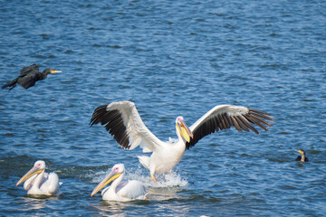A Pelican in Descent on the Water