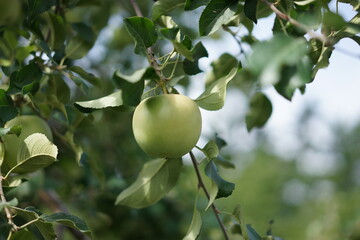 apple on tree