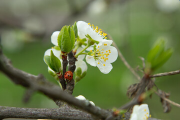 a blooming apple tree close-up, on which a ladybug crawls