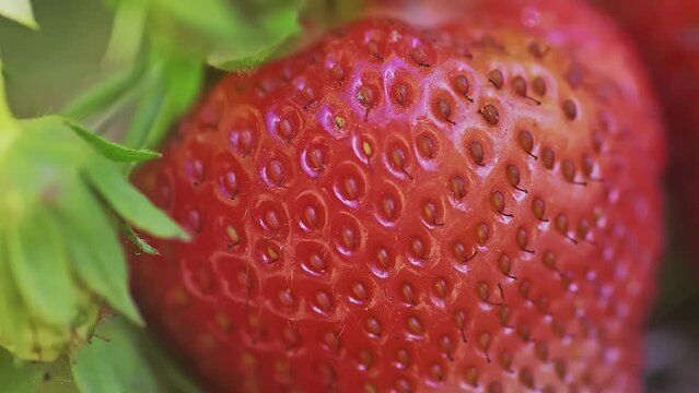 Super macro of the ted and ripe strawberry fruit on a sunny day.