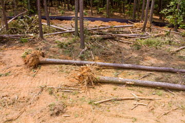Preparing land for housing new complex property with deforestation of forest dig up tree-stumps and roots after the forest was removed
