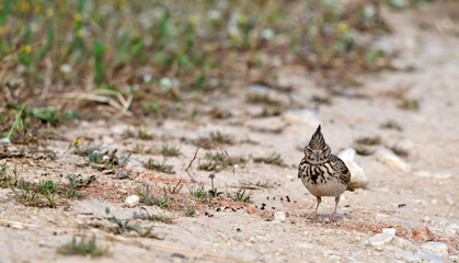 Haubenlerche // Crested Lark (Galerida cristata), Peloponnese, Greece
