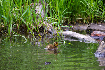 Tiny Baby Mallard Duckling