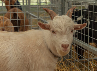 Head shot of small white goat