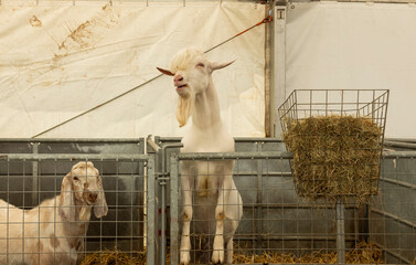 Large white billy goat stood up in a pen