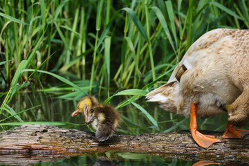Tiny Baby Mallard Duckling Scratching 