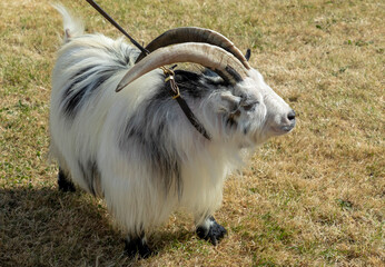 Obraz premium Pygmy goat with large horns