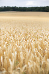 Ripe yellow grains in the field. High quality photo