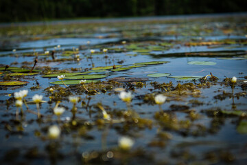 water drops