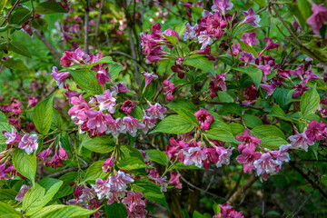 Flowers of pink weigela