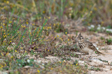 Crested Lark // Haubenlerche (Galerida cristata), Peloponnese, Greece