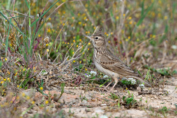Haubenlerche // Crested Lark (Galerida cristata), Peloponnese, Greece