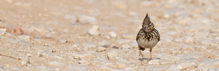 Haubenlerche (Galerida cristata) auf einem Feldweg // Crested Lark on a dirt road - Peloponnese, Greece