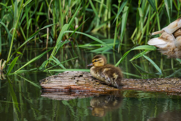 Tiny Baby Mallard Duckling