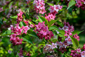 Fototapeta na wymiar Flowers of pink weigela