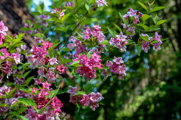 Flowers of pink weigela