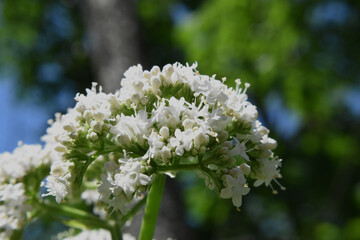 Camping Russeltown 24 Au 26 Juin 2022