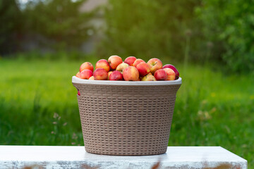 Harvesting apples. Ripe juicy apples in a basket on a background of green grass in the sun