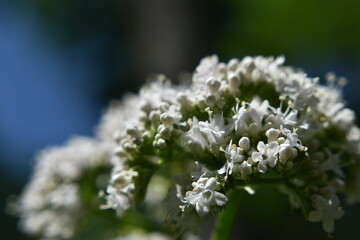 Camping Russeltown 24 Au 26 Juin 2022