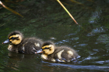 Group of Mallard Ducklings