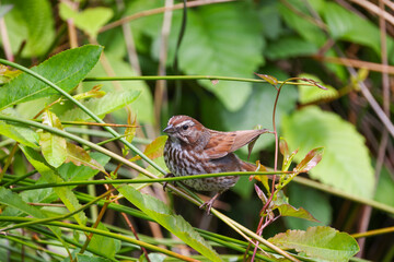 A Song Sparrow