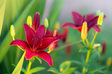 amazing red lilies after the rain beautifully lit by the sun (close up photo) 