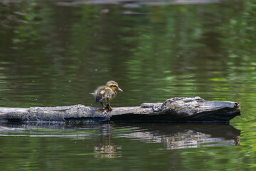 Tiny Baby Mallard Duckling