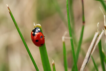 ladybugs on a blade of grass. close up Coccinellidae. macro