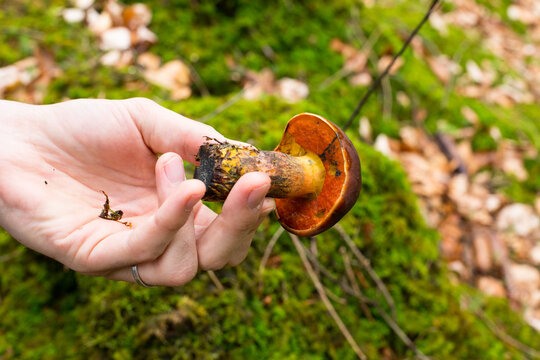 Boletus erythropus. Picking edible mushrooms in Germany. Foraging, picking mushrooms in Germany. High quality photo