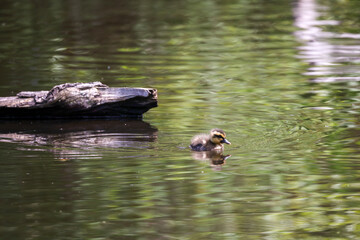 Tiny Baby Mallard Duckling