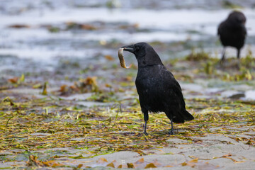 Crow with a Small Eel